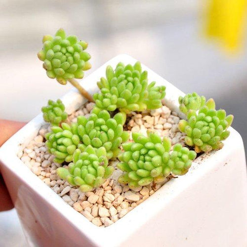 Real Live Succulent Cactus Plant : Sedum hirsutum ssp. baeticum Rouy