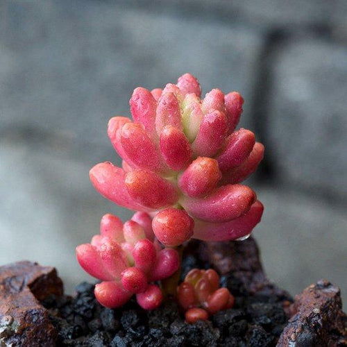 Real Live Succulent Cactus Plant : Sedum x rubrotinctum 'Aurora'