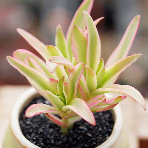 Real Live Succulent Cactus Plant : Crassula capitella 'Campfire'