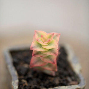 Real Live Succulent Cactus Plant : Crassula pellucida variegata