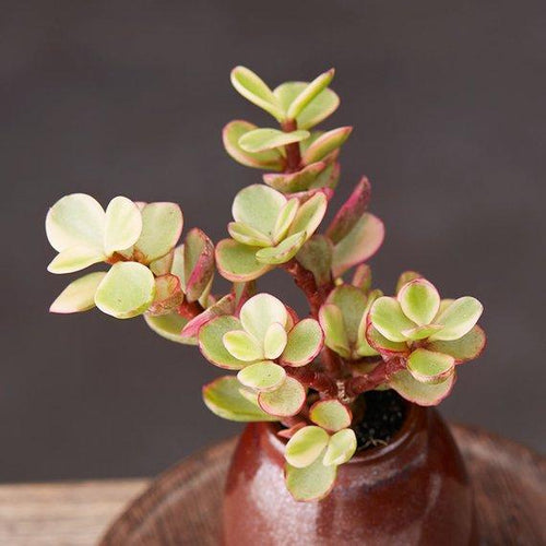 Real Live Succulent Cactus Plant : Pailulacaria afra var.foliis-variegatis