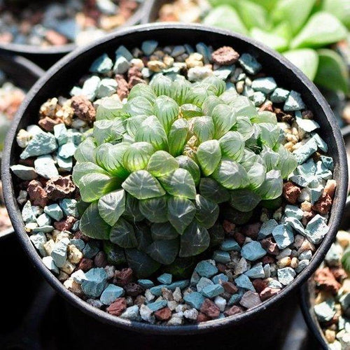 Real Live Succulent Cactus Plant : Haworthia cooperi var. truncata
