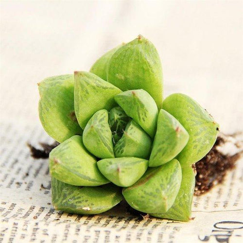 Real Live Succulent Cactus Plant : Haworthia cymbiformis var. obtusa