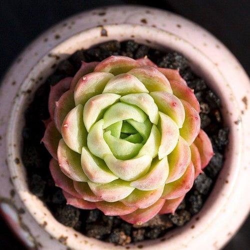 Real Live Succulent Cactus Plant : Echeveria 'Lime and Chile'