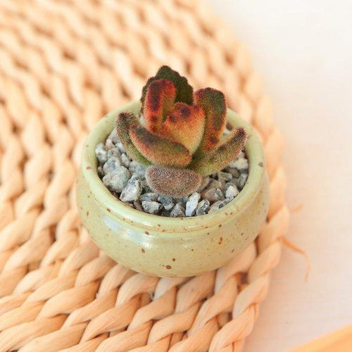 Real Live Succulent Cactus Plant : Kalanchoe tomentosa 'Teddy Bear'