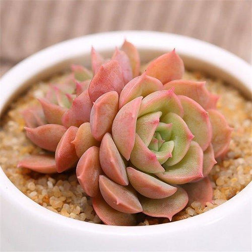 Real Live Succulent Cactus Plant : Echeveria 'Clara'