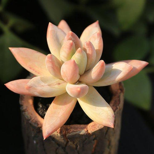 Real Live Succulent Cactus Plant : Pachyveria 'Glauca'