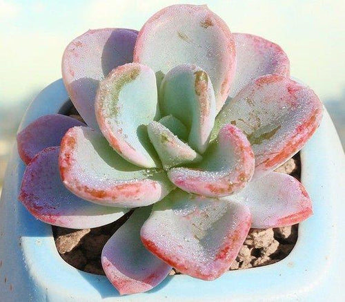 Real Live Succulent Cactus Plant : xPachyveria 'Orpet'