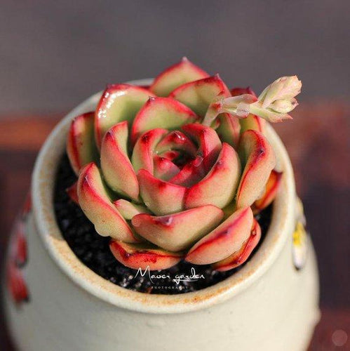 Real Live Succulent Cactus Plant : Echeveria 'Puli-lindsayana'