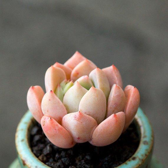 Real Live Succulent Cactus Plant : Echeveria Pretty in Pink