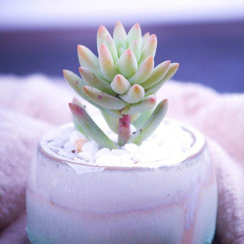 Real Live Succulent Cactus Plant : Sedeveria 'silver Frost'