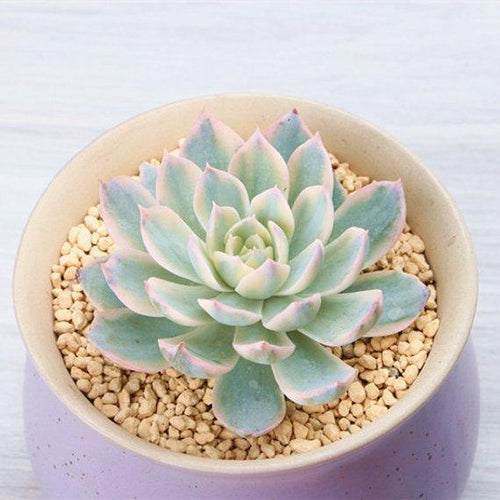 Real Live Succulent Cactus Plant : Echeveria Subsessilis variegated