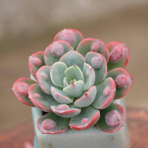 Real Live Succulent Cactus Plant : Echeveria Rain Drops