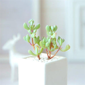 Real Live Succulent Cactus Plant : Oscularia pedunculata
