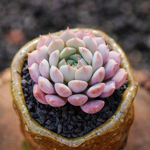 Real Live Succulent Cactus Plant : Echeveria 'Clara'