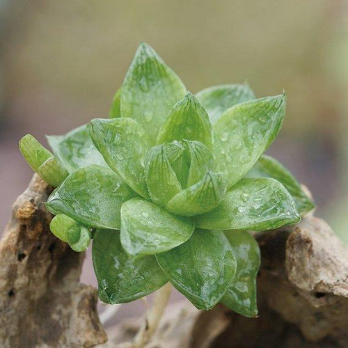 Real Live Succulent Cactus Plant : Haworthia cymbiformis (Haw.) Duval