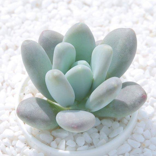 Real Live Succulent Cactus Plant : Pachyphytum Oviferum