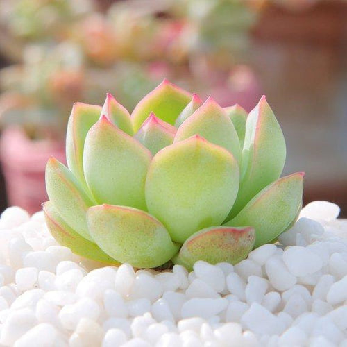 Real Live Succulent Cactus Plant : 'XIXILI'