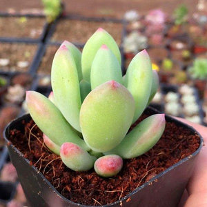 Real Live Succulent Cactus Plant : Pachyphytum Doctor Cornelius