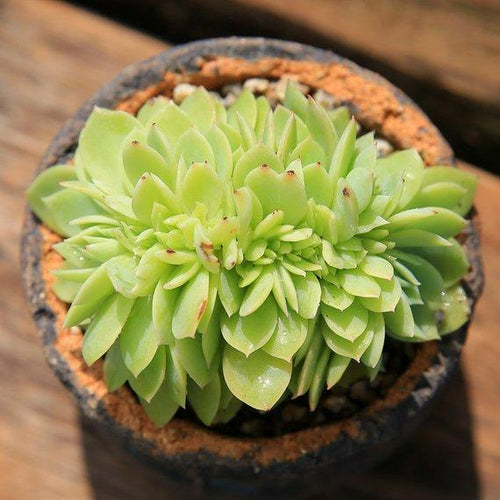 Real Live Succulent Cactus Plant : Echeveria Pansy 'cristata'