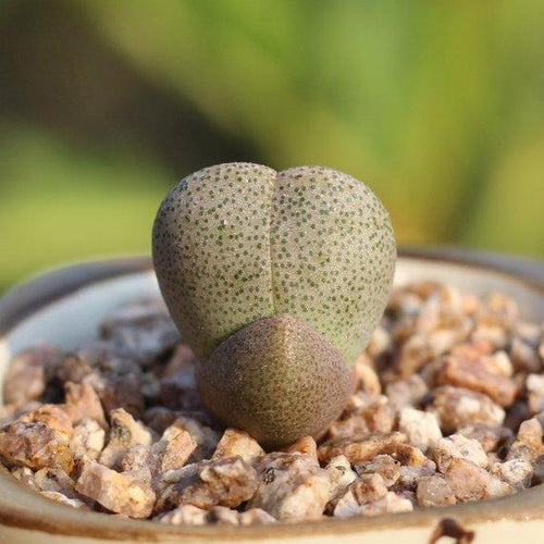 Real Live Succulent Lithops Pseudotruncatella Plant : Pleiospilos nelii