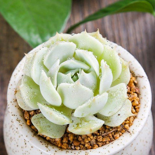 Real Live Succulent Cactus Plant : Echeveria 'Lola'