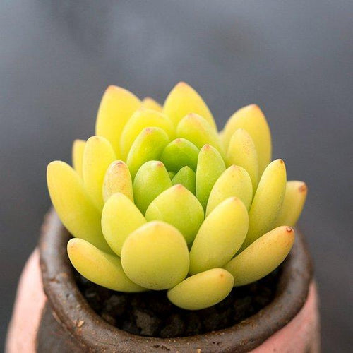 Real Live Succulent Cactus Plant : Sedum 'Alice Evans'