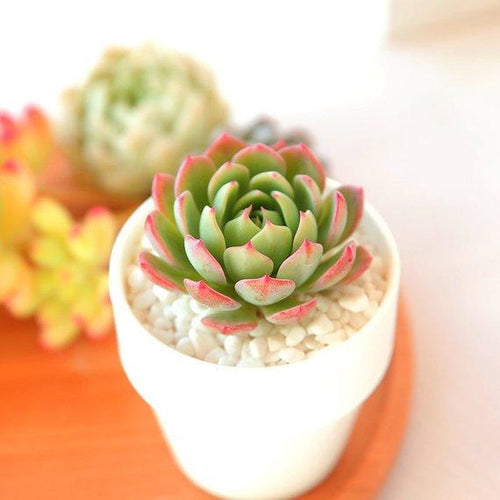 Real Live Succulent Cactus Plant : Echeveria Lucy