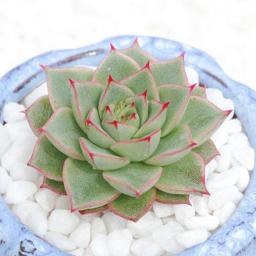 Real Live Succulent Cactus Plant : Echeveria Fabiola