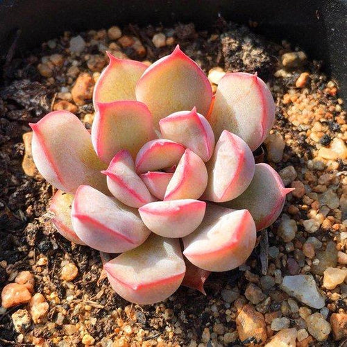 Real Live Succulent Cactus Plant : Echeveria 'Hercules'