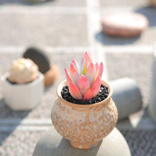 Real Live Succulent Cactus Plant : xPachyveria 'Powder Puff'