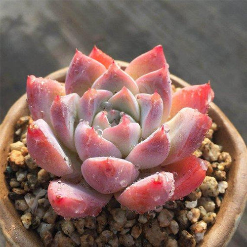Real Live Succulent Cactus Plant : Echeveria 'alba beauty'