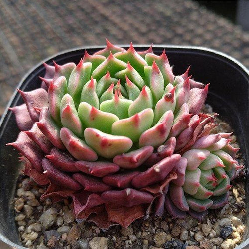 Real Live Succulent Cactus Plant : Echeveria minima cv Miniouhikou