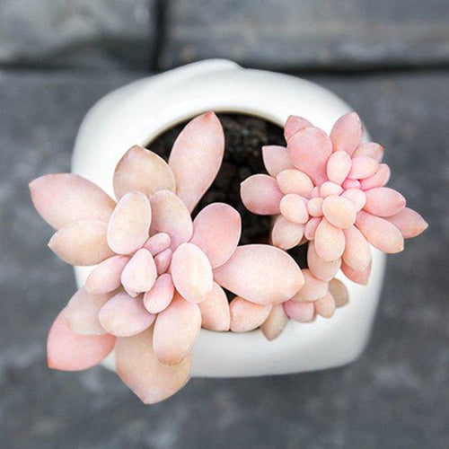 Real Live Succulent Cactus Plant : Graptopetalum amethystinum