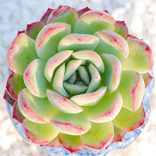 Real Live Succulent Cactus Plant : Echeveria albicans / Echeveria Hanatsukiyo
