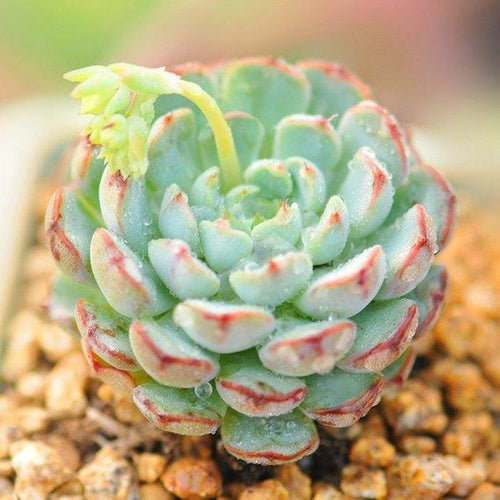 Real Live Succulent Cactus Plant : Echeveria 'Sierra'