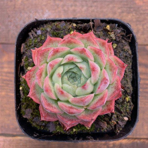 Real Live Succulent Cactus Plant Echeveria elegans 'CHANJUAN'