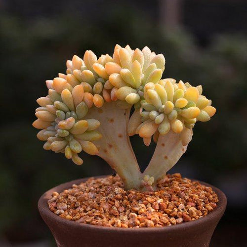 Real Live Succulent Cactus Plant : Graptopetalum amethystinum 'cristata'