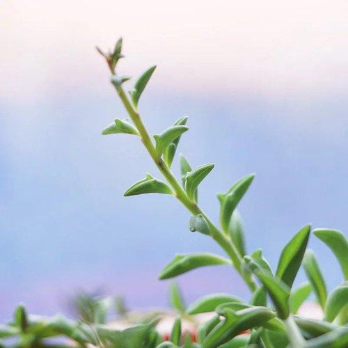 Real Live Succulent Cactus Plant : Senecio peregrinus Dolphin