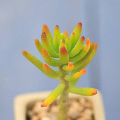 Real Live Succulent Cactus Plant : Sedum corynephyllum