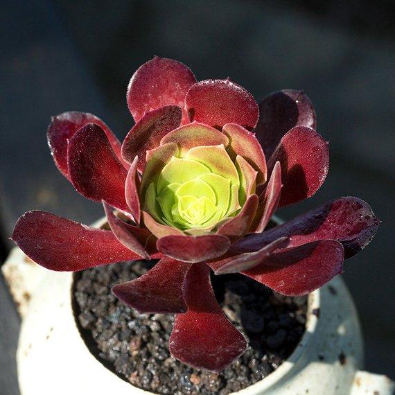 Real Live Succulent Cactus Plant : Aeonium 'Plum Purdy'