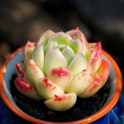 Real Live Succulent Cactus Plant : Echeveria 'Gilva'