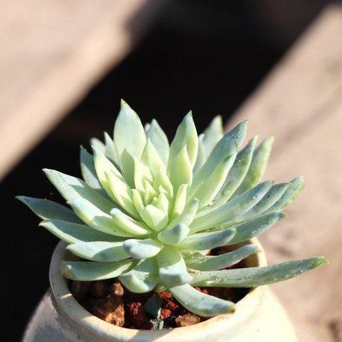 Real Live Succulent Cactus Plant : xSedeveria 'fanfare'
