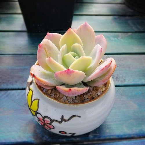 Real Live Succulent Cactus Plant : Echeveria 'Hakuhou'