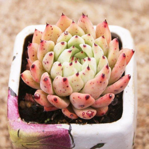 Real Live Succulent Cactus Plant : Echeveria cuspidata var. zaragozae