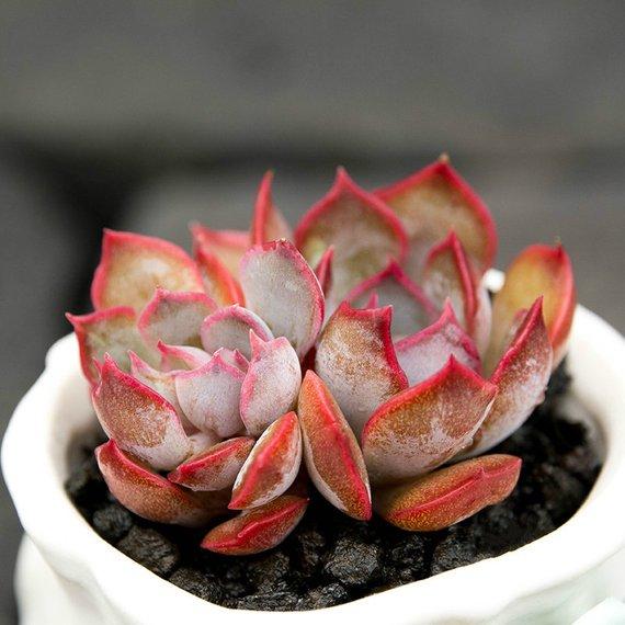 Real Live Succulent Cactus Plant : Echeveria 'Dark Ice'