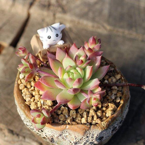 Real Live Succulent Cactus Plant : Graptopetalum macdougallii Alexander