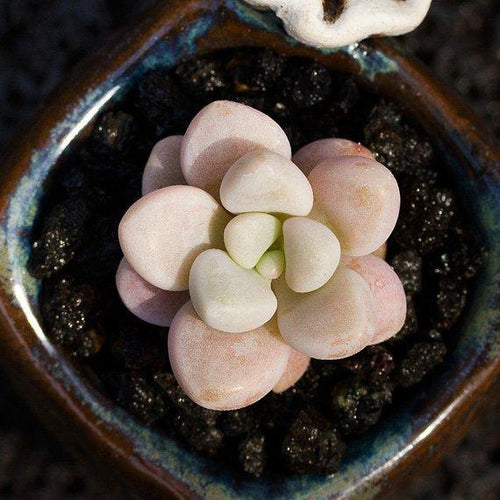 Real Live Succulent Cactus Plant : Graptopetalum sp('Ellen')