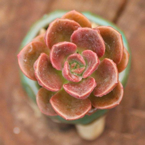 Real Live Succulent Cactus Plant : Echeveria 'Melaco'