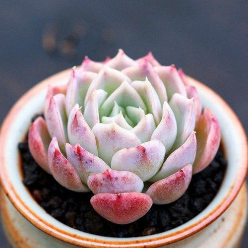 Real Live Succulent Cactus Plant : Echeveria elegans 'Josalyn'
